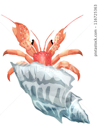 海灘上可愛的寄居蟹的插圖 116725363