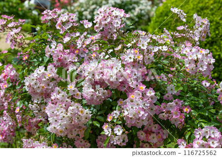 玫瑰園中的白色和粉紅色景觀玫瑰花 玫瑰園中的白色和粉紅色景觀玫瑰花 116725562