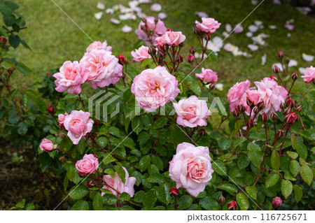 花園裡盛開的美麗的粉紅色玫瑰花 花園裡盛開的美麗的粉紅色玫瑰花 116725671