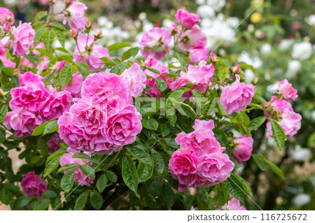 花園裡盛開的美麗的粉紅色玫瑰花 116725672