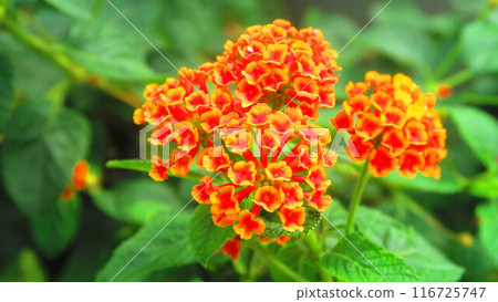 超級馬纓丹彩虹橙花景觀 超級馬纓丹彩虹橙花景觀 116725747