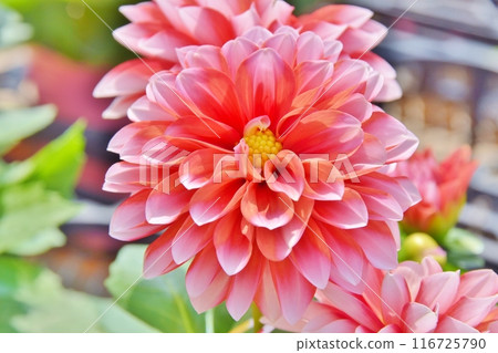 Dalia in full bloom 116725790