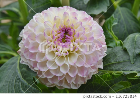 白色和紫色漸變大麗花東京 116725814