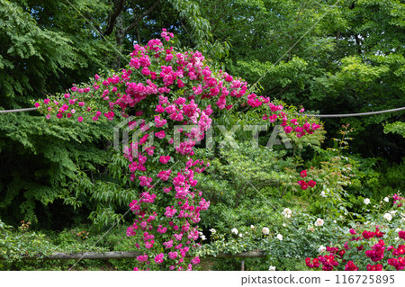 Beautiful pink rose flowers blooming on a pergola 116725895