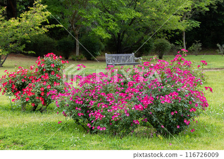 Scene of beautiful pink roses blooming in the rose garden 116726009