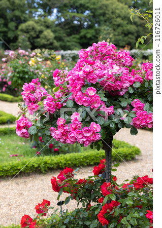 Scene of beautiful pink roses blooming in the rose garden Scene of beautiful pink roses blooming in the rose garden 116726011