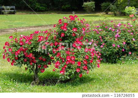 Scene of beautiful red roses blooming in a rose garden 116726055