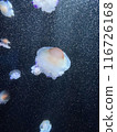 荷包蛋水母 116726168