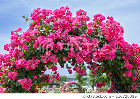 花園裡盛開的美麗的粉紅色杯狀玫瑰花 116726389