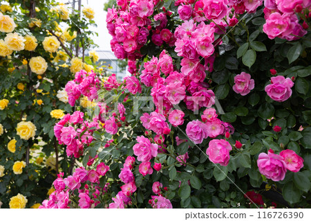 Beautiful pink cup rose flower blooming in the garden 116726390