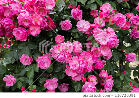 花園裡盛開的美麗的粉紅色杯狀玫瑰花 116726391