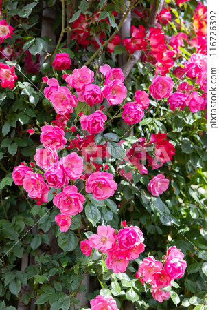 花園裡盛開的美麗的粉紅色杯狀玫瑰花 116726392