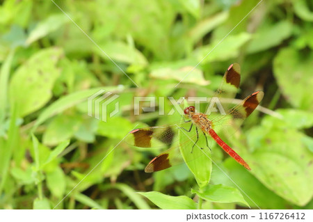A male Miyama Akane turning red A male Miyama Akane turning red 116726412