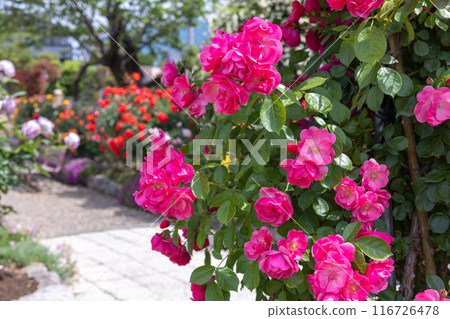 Beautiful pink cup rose flower blooming in the garden Beautiful pink cup rose flower blooming in the garden 116726478