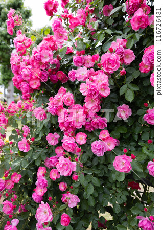 花園裡盛開的美麗的粉紅色杯狀玫瑰花 花園裡盛開的美麗的粉紅色杯狀玫瑰花 116726481