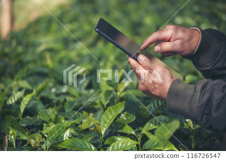 Smart farmer holding smartphone in eco green farm sustainable quality control. Close up Hand control planting tree. Farmer hands cultivated fresh garden in eco biotechnology. Farmland technology Smart farmer holding smartphone in eco green farm sustainable quality control. Close up Hand control planting tree. Farmer hands cultivated fresh garden in eco biotechnology. Farmland technology 116726547