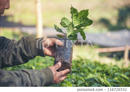 Smart farmer checking plant in eco green farm sustainable quality control. Close up Hand check quality control plant tree. Farmer cultivated planting in eco Farmland biotechnology. Green agriculture 116726552
