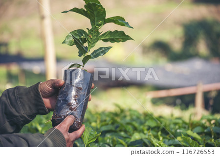 Smart farmer checking plant in eco green farm sustainable quality control. Close up Hand check quality control plant tree. Farmer cultivated planting in eco Farmland biotechnology. Green agriculture 116726553