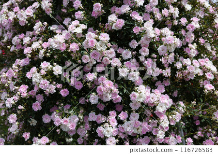 花園裡的粉紅風景玫瑰花 116726583