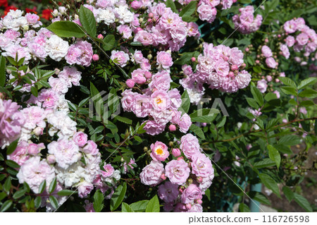 花園裡的粉紅風景玫瑰花 花園裡的粉紅風景玫瑰花 116726598