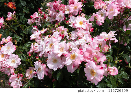 花園裡的粉紅風景玫瑰花 116726599