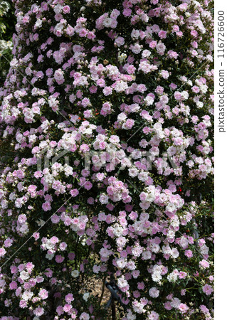 花園裡的粉紅風景玫瑰花 花園裡的粉紅風景玫瑰花 116726600