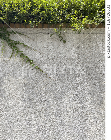 Richly textured exterior wall of a building with afternoon sunlight and green ivy. 116726633