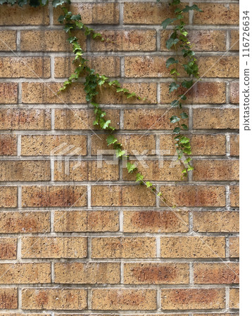 Richly textured exterior wall of a building with afternoon sunlight and green ivy. 116726634