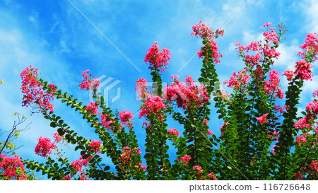 Crape myrtle flowers and blue sky landscape Crape myrtle flowers and blue sky landscape 116726648