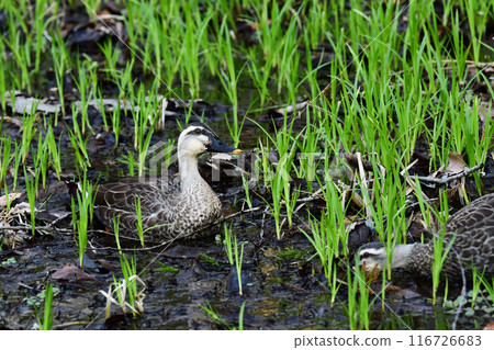 A pair of spot-billed ducks searching for food in the marsh 116726683