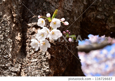 Cherry blossoms on an old tree Cherry blossoms on an old tree 116726687