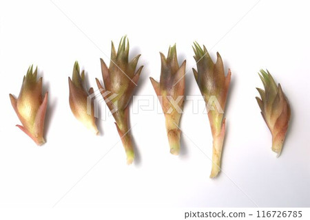 Freshly harvested ginger Freshly harvested ginger 116726785
