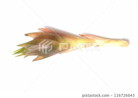 剛採摘下來的生薑 剛採摘下來的生薑 116726843