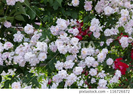 White landscape rose flowers in the garden White landscape rose flowers in the garden 116726872