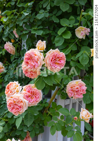 花園的柵欄上盛開著美麗的橙色玫瑰花 116727004