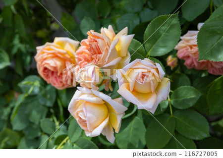 Beautiful orange rose flowers blooming on the garden fence 116727005