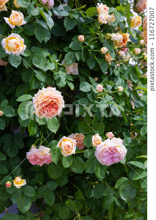 Beautiful orange rose flowers blooming on the garden fence 116727007