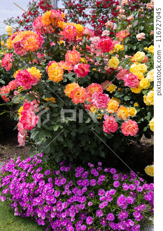 Beautiful orange rose flower blooming in the garden 116727045