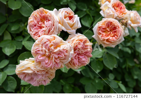 花園裡盛開的美麗玫瑰花橙色玫瑰花 116727144