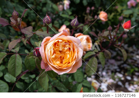 花園裡盛開的美麗玫瑰花橙色玫瑰花 花園裡盛開的美麗玫瑰花橙色玫瑰花 116727146
