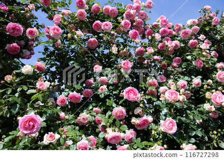 Beautiful rosette pink rose flower blooming in a garden Beautiful rosette pink rose flower blooming in a garden 116727298