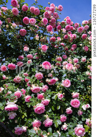 花園裡盛開的美麗玫瑰花粉紅玫瑰花 116727299