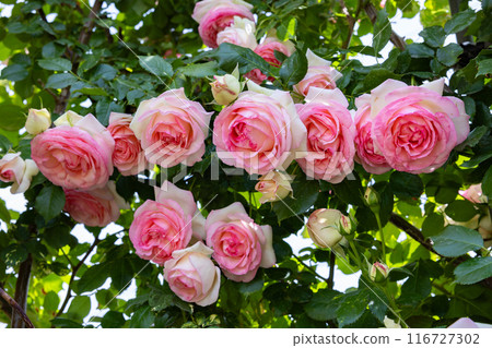 花園裡盛開的美麗玫瑰花粉紅玫瑰花 花園裡盛開的美麗玫瑰花粉紅玫瑰花 116727302