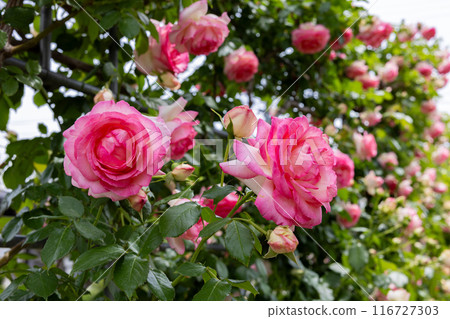 花園裡盛開的美麗玫瑰花粉紅玫瑰花 花園裡盛開的美麗玫瑰花粉紅玫瑰花 116727303