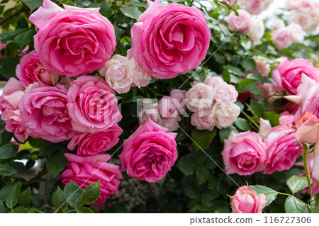 花園裡盛開的美麗玫瑰花粉紅玫瑰花 花園裡盛開的美麗玫瑰花粉紅玫瑰花 116727306