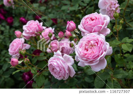 花園裡盛開的美麗玫瑰花粉紅玫瑰花 116727307