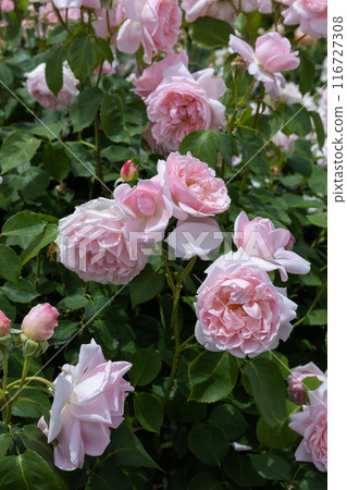 Beautiful rosette pink rose flower blooming in a garden 116727308