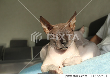 Sphinx cat with closed eyes on the sofa close-up with space for text. The concept of relaxation and tranquility Sphinx cat with closed eyes on the sofa close-up with space for text. The concept of relaxation and tranquility 116727401