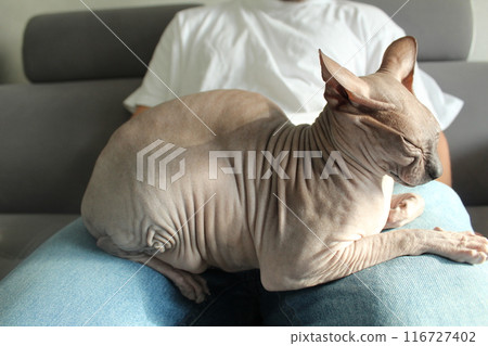 Gray cat on the owner's lap. tenderness, love, recognition of pets. Man and Domestic Cat Gray cat on the owner's lap. tenderness, love, recognition of pets. Man and Domestic Cat 116727402