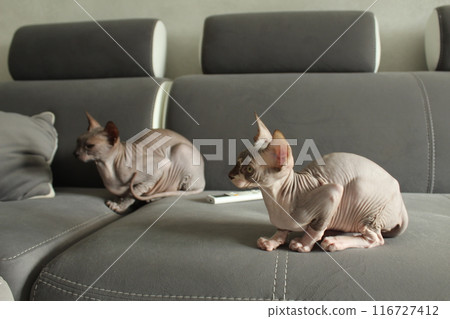 Angry Cat on a gray background sofa close-up side angle. The concept of pets 116727412